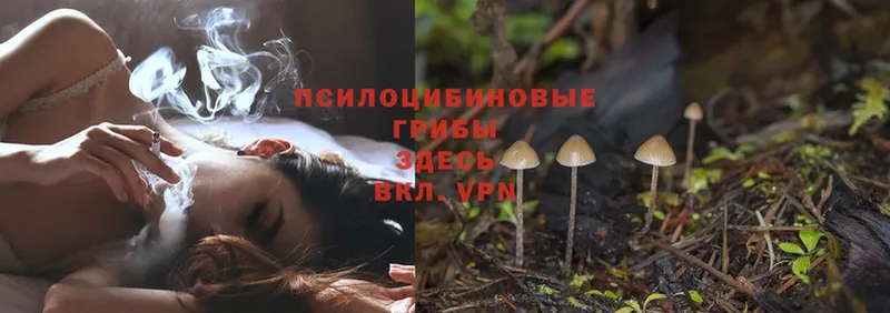 Галлюциногенные грибы Psilocybine cubensis  сколько стоит  Людиново 